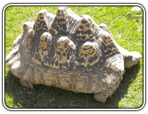 tortoise with shell pyramiding