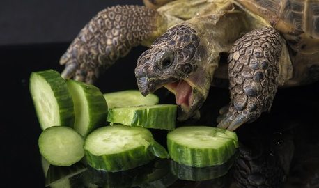 tortoise eating vegetation