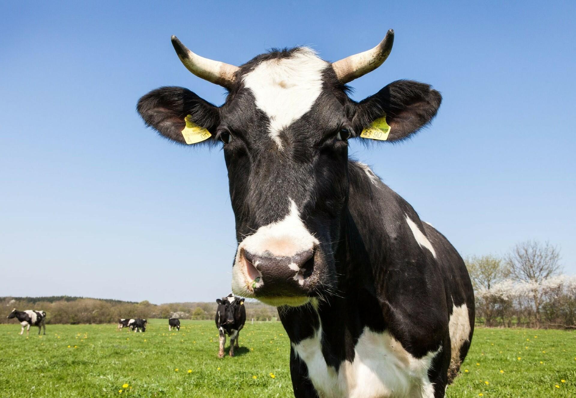 face of a cow