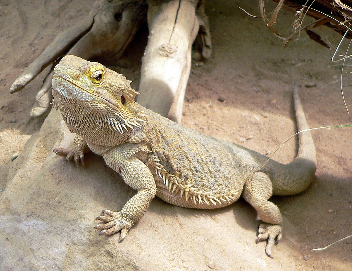 bearded dragon