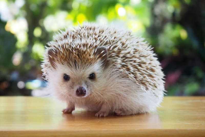 hedgehog